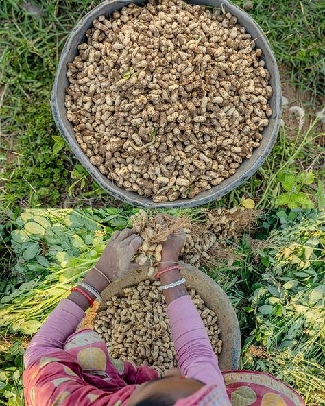 Peanuts Harvesting Peanuts harvesting is done through many processes, First of all, water is added to the ground to soften the soil so that the trees come up very easily, Nuts are separated from the trees by beating the trees to make fences and some separate them by hand. Then time to dry the nuts, its take one or two week to dry. . . . #documentaryphotography #capturewithcanon #peanuts #harvestingtime #ruralbengal #kachabadam #eyesofshibasish #thepicsmaniac #rainyseason #thenuclear_11 #sna... Documentary Photography, The Soil, Nuts, Soil, Peanut, Trees, Water, Quick Saves, Instagram