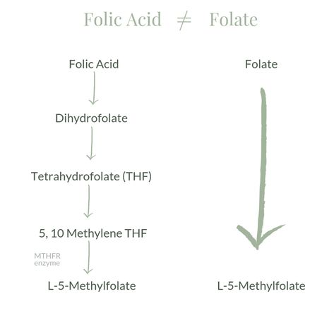 Folic Acid vs. Folate: What's the | Root Functional Medicine Folate Vs Folic Acid, Leafy Green Vegetables, Folate Deficiency, Mthfr Gene, Fertility Supplements, Vitamin B9, Vitamin B12 Deficiency, Ayurvedic Healing, Dark Leafy Greens