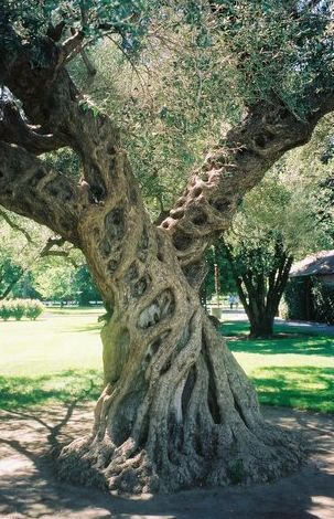 Gnarled Tree, Rainbow Eucalyptus Tree, Rainbow Eucalyptus, Bristlecone Pine, Nature Photography Trees, Fantasy Tree, Twisted Tree, Old Trees, Unusual Plants