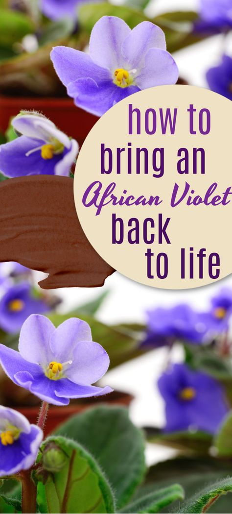 How To Get African Violets To Bloom, How To Care For African Violets, Caring For African Violets Houseplant, How To Repot African Violets, How To Grow African Violets, Growing African Violets Indoors, Repotting African Violets, How To Propagate African Violets, African Violets Plants For Sale