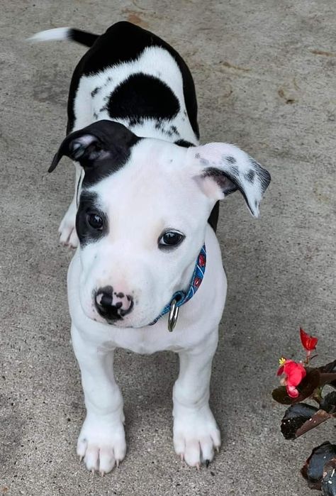 White And Black Pitbull, Black And White Pitbull Puppy, White Pitbull Puppies, Black And White Pitbull, Fantasy Farm, Xl Pitbull, White Pitbull, Black Pitbull, Random Girl