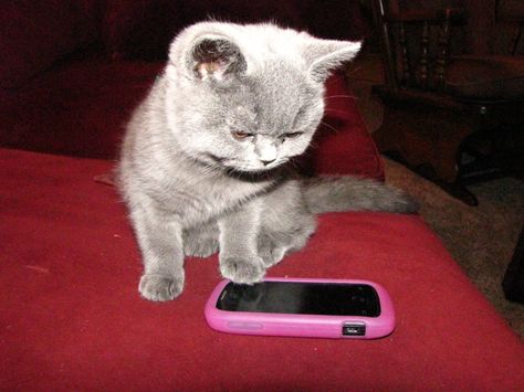 I hate waiting for a phone call. Cat On Phone Call, Waiting For Call, React Pics, Silly Kitty, Emoji For Instagram, Cat Call, Reaction Images, Animated Love Images, December 2023