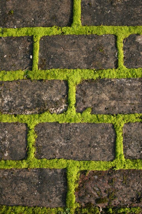 Athelhampton House, Moss Graffiti, Brick Path, Garden Nook, Brick Garden, Stone Walkway, Moss Wall Art, Moss Garden, Moss Art