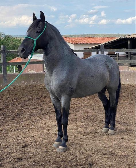 Criollo Horse, Blue Roan Horse, Aesthetic Cowboy, Bronco Horse, Horses Beautiful, Aqha Horses, Homesteading Animals, Horse Lead, Dream Horse