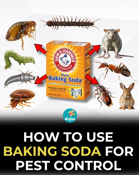 Do you want to get rid of pests around your home? Use baking soda! It's cheap and non-toxic. Learn how to use it for different pests here. How To Get Rid Of Water Bugs, Natural Pest Control For Home, Roaches Get Rid Of Diy, Roach Remedies, Best Plants For Garden, Cleaning Floor Grout, Diy Mice Repellent, Baking Soda Recipes, Pest Analysis