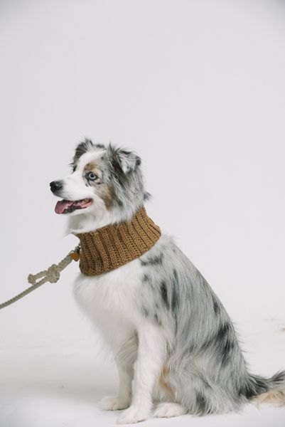 The Dog Collection: 5 Insanely-Cute Dog Patterns – I Like Crochet Dog Neck Warmer, Dog Collar Pattern, Adventure Dog, Dog Patterns, Dog Sounds, Crochet Cowl Pattern, Dog Adventure, Dog Hacks, Fluffy Dogs