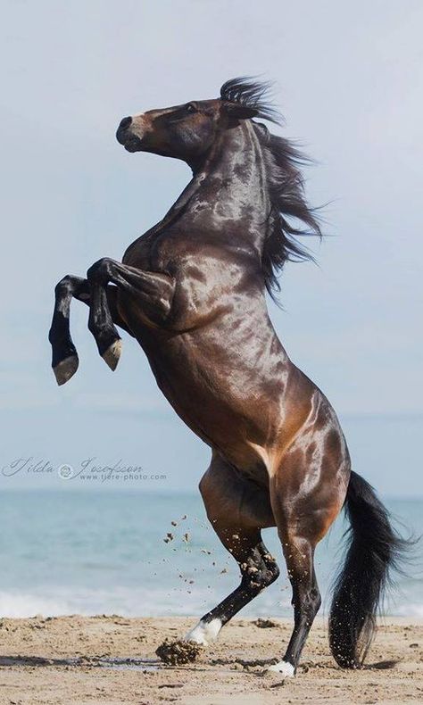 Horse Rearing, Regnul Animal, Beautiful Horse Pictures, Horse Anatomy, Akhal Teke, Most Beautiful Horses, Majestic Horse, Horse Drawings, All The Pretty Horses