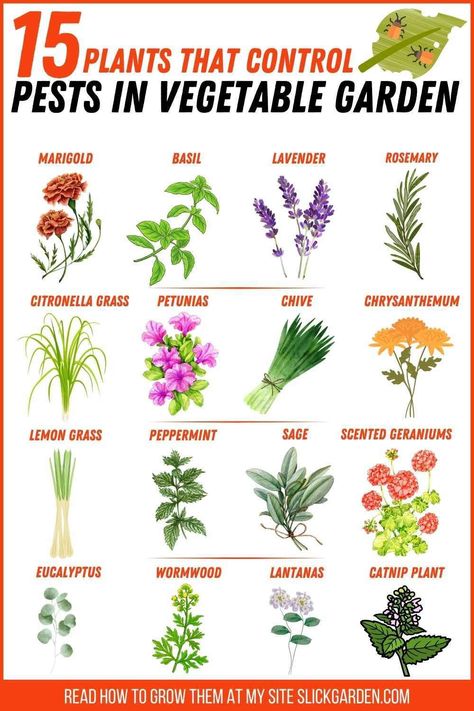 "Garden smarter, not harder! ��🌾 Discover the natural bug-repelling plants that can make your vegetable garden flourish." Gardening Infographic, Plants That Repel Bugs, Catnip Plant, Greenhouse Farming, Scented Geranium, Smarter Not Harder, Bug Repellent, Container Garden, Insect Repellent