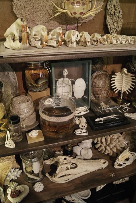 Oddities Decor, Cabinet Of Curiosity, Goblincore Aesthetic, Wet Specimen, Animal Skeletons, Vulture Culture, Deco Nature, Goblin Core, Bone Art