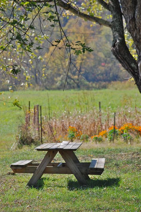 Picnic Table Area Backyard, Picnic Table Under Tree, Picnic Table Aesthetic, Aesthetic Camping, Country Picnic, Australian Farm, Vintage Picnic, Farm Ranch, Picnic Bench