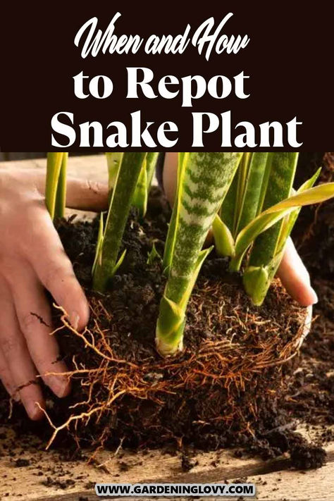 Do you have a snake plant growing too large for its pot? Or, has your snake plant’s soil become depleted and needs to be replaced? You might need to repot it as soon as possible. But are you curious about how to re-pot a snake plant? Read this post to find out. Repot Snake Plant, Snake Plant Indoor, Snake Plant Care, Snake Plants, Household Plants, Plant Care Houseplant, Inside Plants, Growing Plants Indoors, House Plants Decor