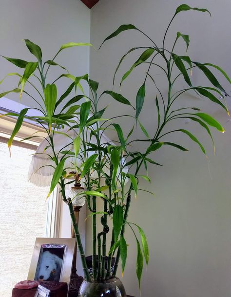 My lucky bamboo plant that I've had for 5 yrs now it's doubled in size! Bambu Aesthetic, Lucky Bamboo Plants, Bamboo Plant, Lucky Bamboo, Bamboo Plants, Home Flowers, Apartment Inspiration, Garden Diy, Horticulture