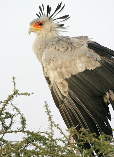 Secretary Birds, Sagittarius Serpentarius, Secretary Bird, Birds Photography, The Secretary, Animal Study, Bird Wings, Rare Birds, Animal Reference