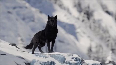 Wolf Gif Aesthetic, Black Wolf Gif, Wolf’s Rain, Wolf Shifter, Werewolf Aesthetic, Wolf Hybrid, Random Gif, Wolf Photos, Wild Wolf