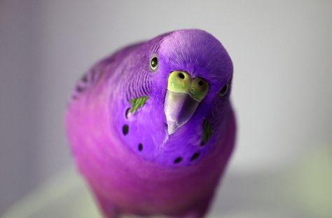 8 Signs You Should NOT Get a Pet Bird | petMD Purple Budgie, Parakeet Colors, Best Pets For Kids, Parakeet Bird, Birds For Sale, Budgie Parakeet, Ipad Snap, Pet Bird, Violet Purple