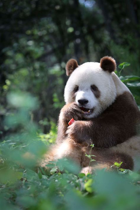 Very rare brown & cream Qinling panda. Gorgeous. Brown Panda, Grizzly Bear Cub, Mom Bear, Wildlife Rescue, Panda Drawing, Giant Pandas, Panda Art, Panda Funny, Bear Pictures