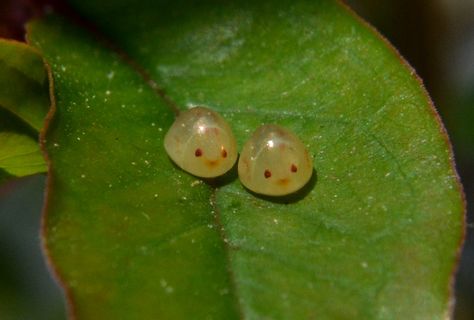 Crazy Things around the World | was moving some plants around on my porch yesterday when I noticed ... Leaf Footed Bug, Cool Bugs, Beautiful Bugs, Creepy Crawlies, Pretty Animals, Little Critter, Silly Animals, Bugs And Insects, Cute Animal Photos