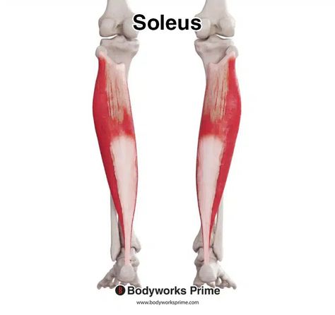 Soleus Muscle Anatomy - Bodyworks Prime Soleus Muscle, Muscle Belly, Gastrocnemius Muscle, Sparkler Photography, Spinal Nerve, Muscle Anatomy, Lower Limb, Sciatic Nerve, Calf Muscles