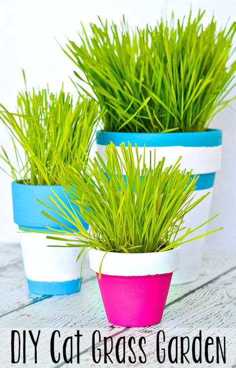 Paint Terra Cotta Pots, Paint Terracotta, Grass Garden, Terra Cotta Pots, Cat Grass, Painted Terra Cotta Pots, Grasses Garden, Backyard Inspo, Diy Cat