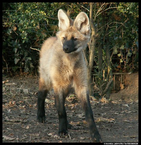 Maned Wolf Aesthetic, Maned Wolf Therian, Maned Wolves, Pup Play, Wolf Pups, Maned Wolf, Tattoo Nature, Animals Tattoo, Animal Eyes