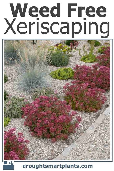 Weed Free Xeriscaping Bolder Rock Landscaping Front Yard, Texas Xeriscape Landscaping Front Yard, Simple Desert Landscaping, Drought Friendly Front Yard, Zero Scape Landscaping Front Yards Utah, Backyard Landscaping Xeriscape, Xeric Front Yard, Zeroscape Front Yard Texas, South Texas Landscaping Ideas