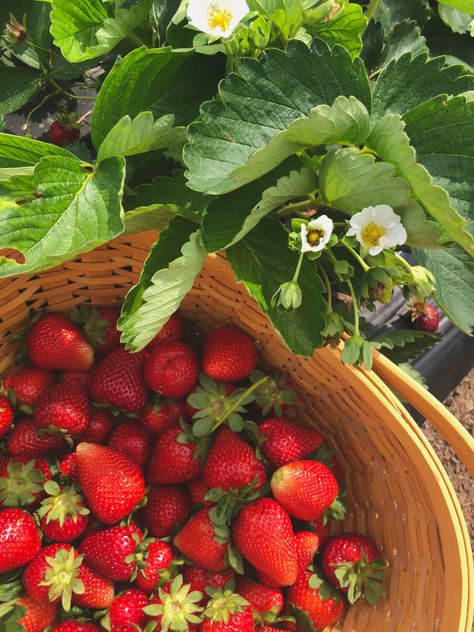 Farm Cottagecore, Tropical House Music, Coquette Spring, Aesthetic Strawberry, Strawberry Field, Strawberry Farm, Strawberry Flower, Strawberry Picking, Lavender Aesthetic