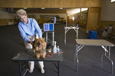 Great diy grooming table ideas Dog Grooming Table, Grooming Table, Long Or Short Hair, Wire Crate, Dog Grooming Salons, Grooming Shop, Crate Cover, Grooming Salon, Dog List