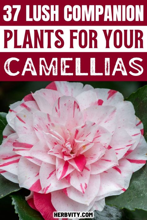 Camellias, as well as many other flowers and plants, thrive when they are supported by a companion planting scheme. Consider using these 37 lush companion plants for camellias to create an ideal outdoor living area that looks great and is healthy for your garden. Camellia Companion Plants, Camelia Hedge, Carex Plant, Fern Planters, Camelia Flower, Plant Tips, Planting Pot, Companion Plants, Foundation Planting