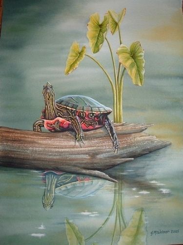 Jean Weiner | WATERCOLOR | Southern Painted Turtle Crawling Animals, Western Painted Turtle, Painted Turtles, Turtle Aquarium, Painted Turtle, Heron Art, Turtle Costumes, Turtle Watercolor, Turtle Pond