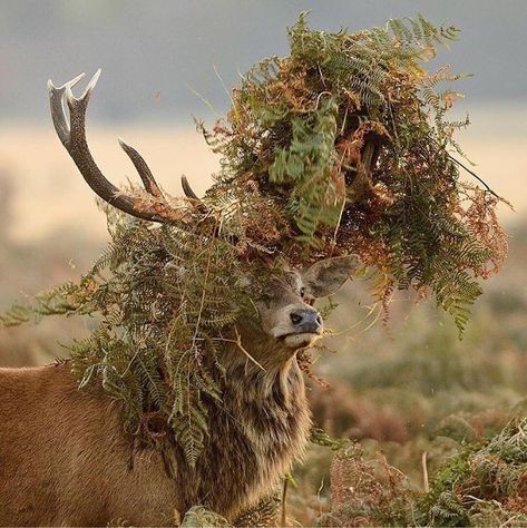 Wild Planet on Instagram: “Red Deer Stag in full thrash mode! Photo by @twhittakerphoto  #WildPlanet” Red Deer Stag, Fallow Deer, Its A Mans World, Deer Stags, Animal Reference, Wild Adventures, Red Deer, Animal References, Oh Deer