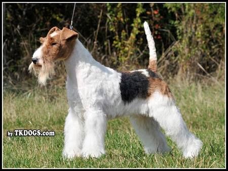 Fox Terrier Puppy, Wirehaired Fox Terrier, Smooth Fox Terriers, Lakeland Terrier, Kerry Blue Terrier, Terrier Breeds, Fox Terriers, Wire Fox Terrier, Pet Advice