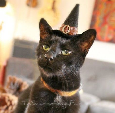 Witch And Cat Costume, Cat Costume For Kids, Cat With Witch Hat, Hats For Cats, Witch And Cat, Halloween Costume Hats, Halloween Costumes 2016, Costume For Kids, Cat Halloween Costume