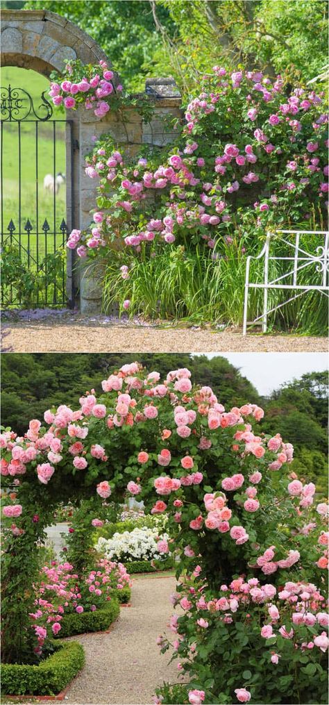 20+ favorite easy-to-grow fragrant flowering vines for year-round beauty. Plant them for an arbor, pergola or fence to create gorgeous outdoor rooms! Climbing Roses Fence Backyards, Climbing Roses On Arbor, Rose Fence, Climbing Flowering Vines, Fast Growing Flowers, Constance Spry, Rose Strawberry, Rose Plant Care, Strawberry Hill