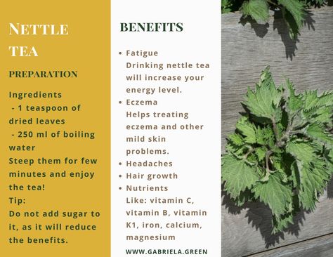 5 Amazing Benefits Of Nettle Tea - www.gabriela.green Nettle Tea Benefits, Benefits Of Nettle, Nettle Benefits, Tea For Health, Nettle Tea, Asthma Remedies, Remedies For Tooth Ache, Asthma Relief, Herbs For Health