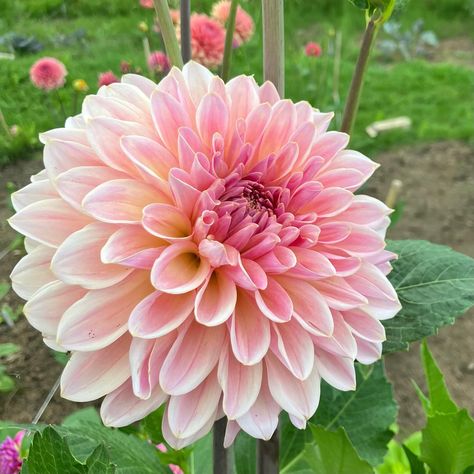 Beauty Queen dahlia 🩷 #dahliabeautyqueen #beautyqueendahlia #dahlias #dahlia #dahlialove #dahliagarden Delilah Flower, Dahlia Bouquet, Dahlias Garden, Pink Dahlia, Dahlia Flower, Beauty Queen, Pink Flower, Dahlia, Pink Flowers