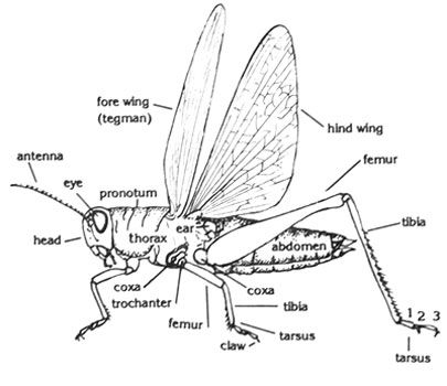 Locust Cross-section Insect Body Parts, Insects For Kids, Insect Anatomy, Entomology Art, Museum Ideas, Animal Classification, Biology Art, Cardboard Sculpture, Study Ideas