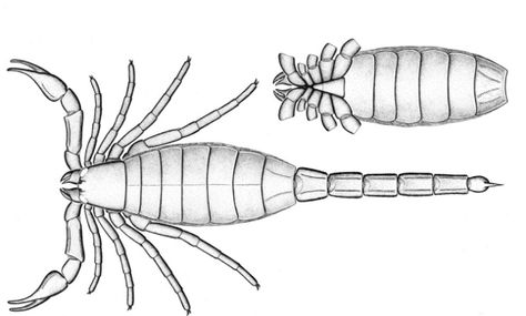 Silurian scorpion Proscorpius osborni Science And Nature, Spiders, Scorpion, Line Drawing, Fossil, Drawings