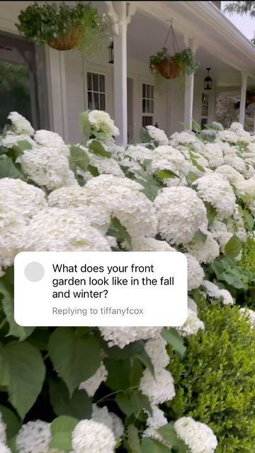 Skye Hamilton • Home & Garden • Hydrangea Queen on Instagram: "In my opinion, the very best thing about using smooth hydrangeas in a front landscape, is the ability to prune them back so much in the winter. Smooth hydrangeas can take the hardest prune of any variety. I cut mine to between 15 -18 inches after we reach full dormancy ( consistently under 32° at night). Because I’ve planted wintergem boxwoods in front of them, they are camouflaged during the winter. I have @provenwinners Incrediballs across my front porch, but there are other smooth varieties to choose from. They can take full sun in zones 6a and lower, but need late afternoon and evening shade in 6b and higher. #hydrangeaqueen #ShareYourGarden #MyGardenThisMonth #HomeAndGarden #HomeAndGardenIG #Garden.ig #MyGardenToday #Gard Boxwood Hedge With Hydrangea, White Farmhouse With Hydrangeas, Front Of House Landscape Ideas Hydrangea, Raised Hydrangea Bed, Split Rail Fence Hydrangeas, Boxwood Trees Landscaping, Knockout Roses And Hydrangeas, Evergreens In Front Of House, Flower Beds In Front Of House Hydrangea