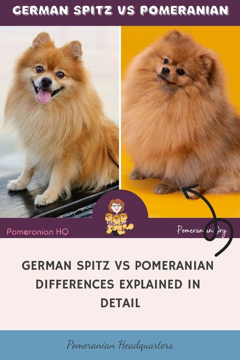 German Spitz vs Pomeranian. Details of the differences between the Pomeranian and other German Spitz dog breeds. Why do some Pomeranians look more like the German Spitz? Fox Pomeranian, German Spitz Dog, Spitz Dog Breeds, Pomeranian Training, Pomeranian Colors, Spitz Breeds, Pomeranian Breed, Spitz Dog, Pomeranian Dogs