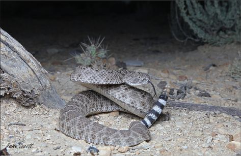 Western Diamondback Rattlesnake, Diamondback Rattlesnake, West Texas, Wild Life, Snakes, Texas, Animals