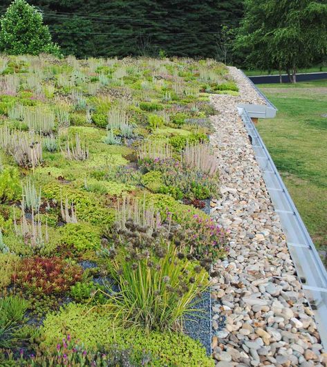 Green Roof Design + Installation :: Living Roofs Inc. Green Roof Project, Green Roof Planting, Green Roof Design, Green Roof Garden, Small Garden Shed, Green Roofs, Living Roofs, Project Portfolio, Design Installation