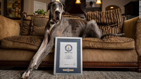 Zeus, a Great Dane from Texas, is the world's tallest dog - CNN Gentle Giant Dogs, Great Dane Names, Miniature Australian Shepherd, Tallest Dog, Giant Dogs, Guinness World Records, World Record, American Kennel Club, Large Dog Breeds