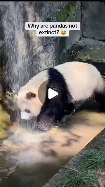 How Are Pandas Not Extinct, Funny Pandas Videos, Panda Videos, British Humour, Pandas Playing, Panda Gif, Funny Panda, Animal Humour, Happy Stuff