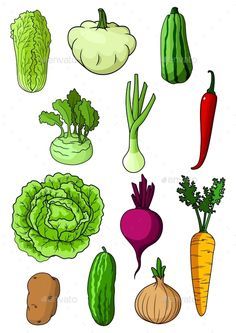 Fresh farm cabbage, cucumber, carrot, onion, potato, chili pepper, chinese cabbage, scallion, zucchini, beet, pattypan squash and Farm Vegetables, Healthy Food Activities, Pattypan Squash, Vegetable Crafts, Potato Chili, Fruits Drawing, Food Activities, Chinese Cabbage, Organic Farm