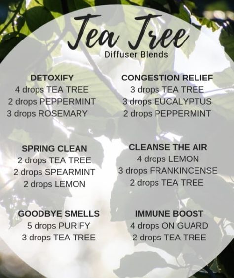 Tea Tree Essential Oil Diffuser Blends, Tea Tree Oil Blends Diffuser, Tea Tree Essential Oil Blends, White Tea Essential Oil Blend, Odor Eliminator Essential Oil Diffuser, Tea Tree Diffuser Blends, Congestion Diffuser Blend, Diffuser Blends Young Living, Essential Oil Perfume Blends