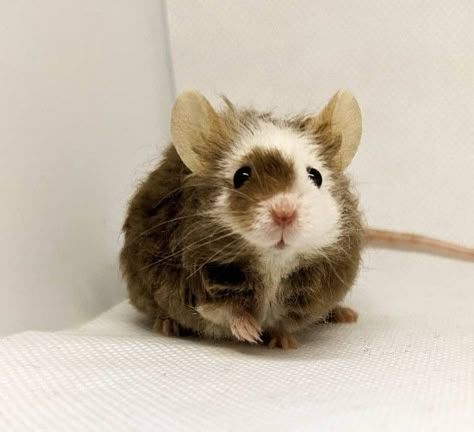 Fluffy Rat, Rodent Pets, Mice Pet, Fancy Mice, Mice Cute, Rattus Rattus, Pet Mouse, Fancy Mouse, Brown Mouse