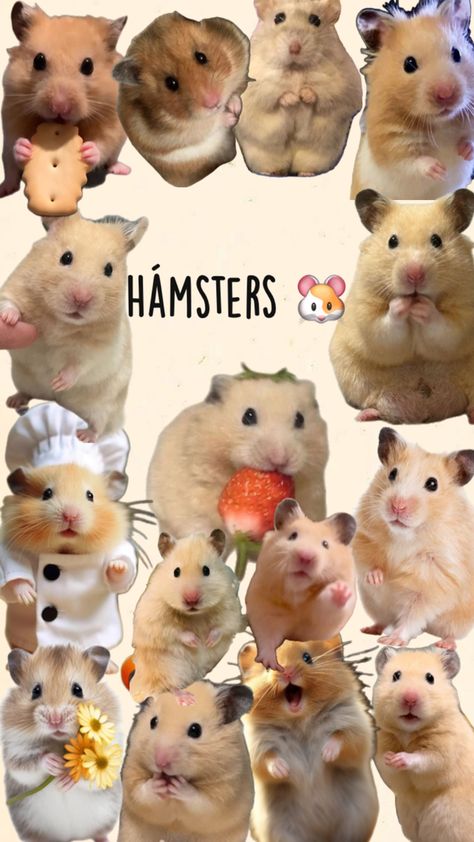 Hamster Wallpaper Aesthetic, Teddy Hamster, Hamster Wallpaper, Hamsters, Wallpaper Aesthetic, Collage, Quick Saves