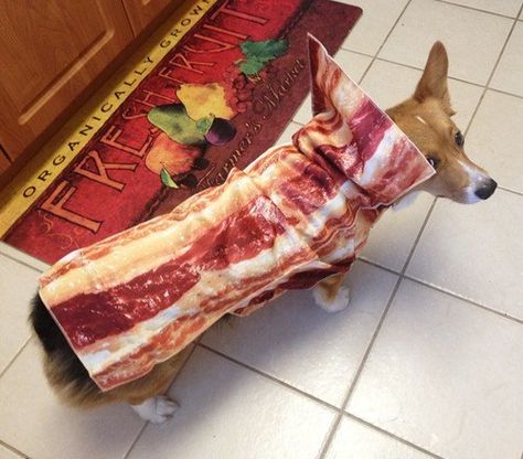 Now Everyone Will Know How Much I Love Bacon Bacon Costume, Bacon Party, Bacon Day, Bacon Dog, Golden Ret, Bacon Funny, Animal Themed Jewelry, Corgi Dogs, Trendy Food