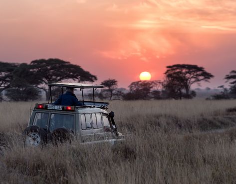 Looking to go on a family safari holiday or trek with elephants? Then check out our top picks for ethical animal tourism that's worth travelling for. Costco Travel, Amazing Experiences, Tanzania Safari, Serengeti National Park, Izabel Goulart, Africa Do Sul, Africa Safari, Safari Tour, Mary Kate Olsen