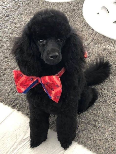 Poodles Miniature, Black Miniature Poodle, Miniature Poodle Black, Standard Poodles For Sale, Miniature Poodles, Poodle Haircut, Black Poodle, Toy Poodles, Mini Poodles